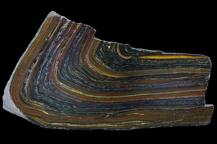 Polished Tiger Iron Stromatolite - ( Billion Years) #69779